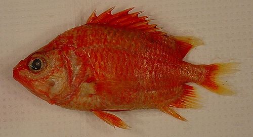 Spinycheek soldierfish